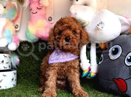 Tüy Dökmez Koku Yapmaz Toy Poodle Yavrularimiz görsel
