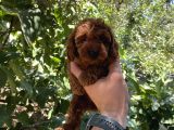 Toypoodle Kore Red Brown Bebekler