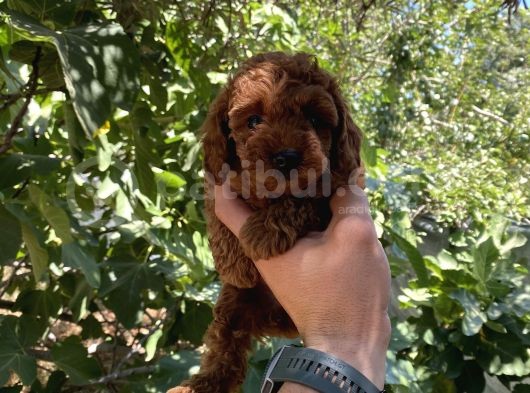 Toypoodle Kore Red Brown Bebekler görsel