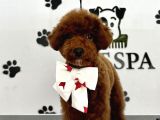 Toypoodle Kore Red Brown Bebekler