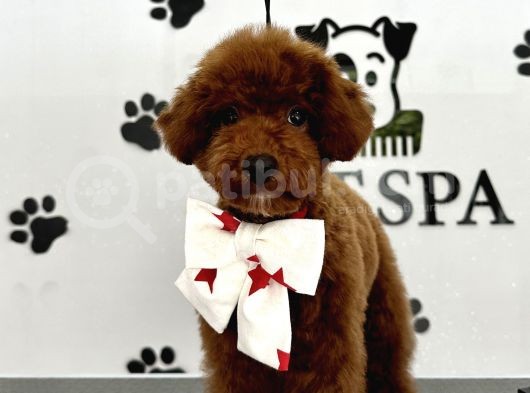 Toypoodle Kore Red Brown Bebekler görsel