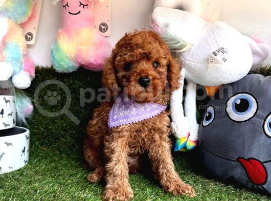 Tüy Dökmez Koku Yapmaz Toy Poodle Yavrularimiz görsel