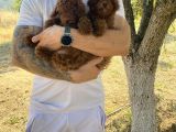 Toypoodle Kore Red Brown Bebekler