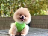 0-3 Aylık Yavru Pomeranian