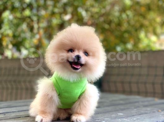 0-3 Aylık Yavru Pomeranian