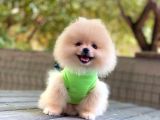 0-3 Aylık Yavru Pomeranian