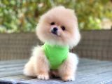 0-3 Aylık Yavru Pomeranian