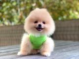 0-3 Aylık Yavru Pomeranian