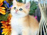 A kalite SAFKAN BRİTİSH SHORTHAİR GOLDEN  yavrular