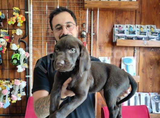 Safkan Çi̇kolata Ve Si̇yah Labrador Yavrularimiz görsel