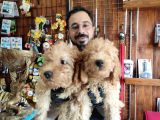 A Scr Muhteşem Toy Poodle  Yavrularimiz