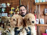 A Scr Muhteşem Toy Poodle  Yavrularimiz