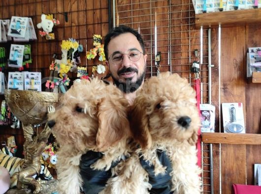 A Scr Muhteşem Toy Poodle  Yavrularimiz görsel