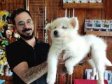 Ayi̇ Yavrusu Samoyed A Kali̇te Irk