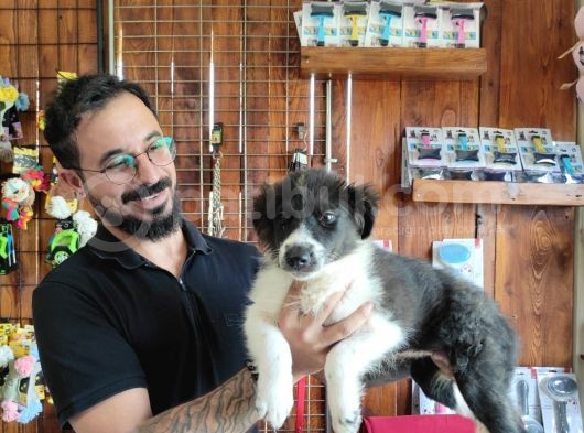 Dunyani̇n En Zeki̇ Irki Border Collie görsel