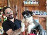 Dunyani̇n En Zeki̇ Irki Border Collie