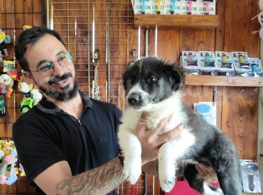 Dunyani̇n En Zeki̇ Irki Border Collie görsel