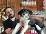 Dunyani̇n En Zeki̇ Irki Border Collie