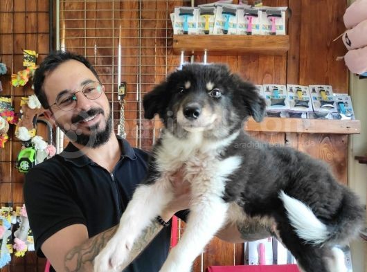 Dunyani̇n En Zeki̇ Irki Border Collie görsel