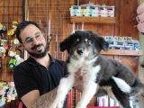 Dunyani̇n En Zeki̇ Irki Border Collie