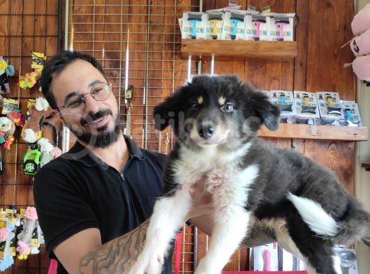 Dunyani̇n En Zeki̇ Irki Border Collie görsel