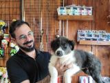 Dunyani̇n En Zeki̇ Irki Border Collie
