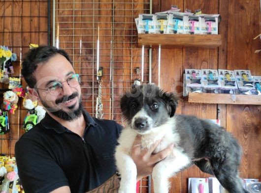 Dunyani̇n En Zeki̇ Irki Border Collie görsel