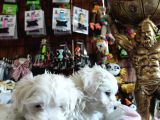 Bembeyaz Maltese Terri̇er 0 Numara