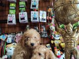 A Scr Muhteşem Toy Poodle  Yavrularimiz