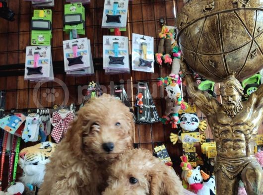 A Scr Muhteşem Toy Poodle  Yavrularimiz görsel