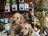 A Scr Muhteşem Toy Poodle  Yavrularimiz