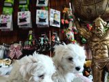 Bembeyaz Maltese Terri̇er 0 Numara