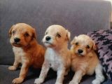 Anne Altından rezerve muhteşem Maltipoo bebekler