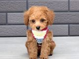 ASİL KAN GÖZ KAMAŞTIRICI TOY POODLE IRKIMIZ