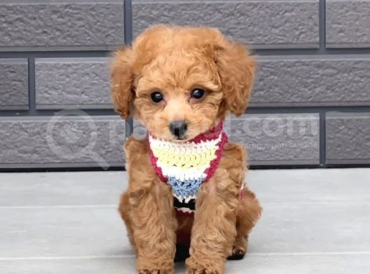 Asi̇l Kan Göz Kamaştirici Toy Poodle Irkimiz