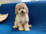 apricot poodle oğlumuz