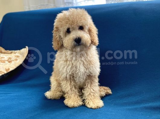 Apricot Poodle Oğlumuz