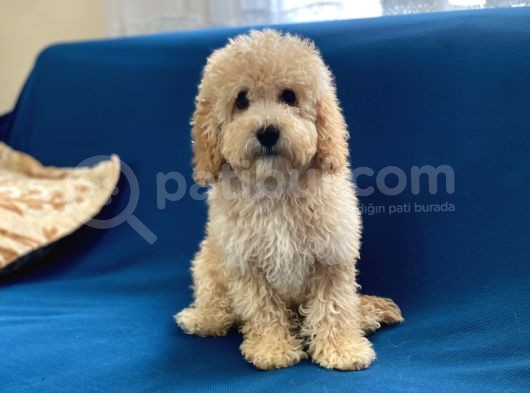 Apricot Poodle Oğlumuz görsel