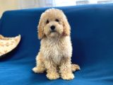 Apricot Poodle Oğlumuz