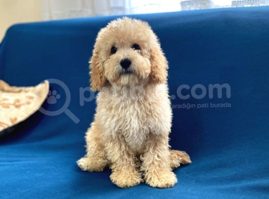 Apricot Poodle Oğlumuz görsel