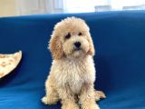 Apricot Poodle Oğlumuz