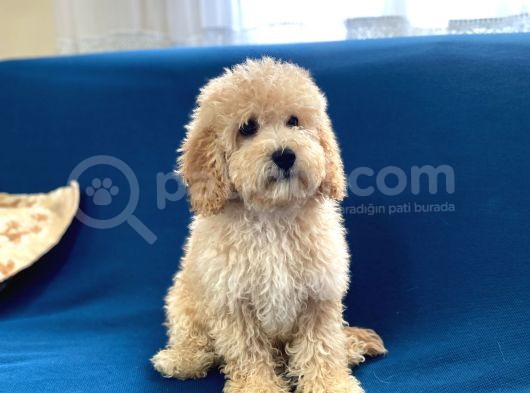 Apricot Poodle Oğlumuz görsel