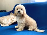Apricot Poodle Oğlumuz