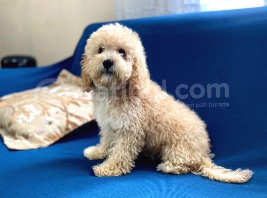Apricot Poodle Oğlumuz görsel