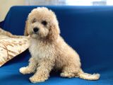 Apricot Poodle Oğlumuz