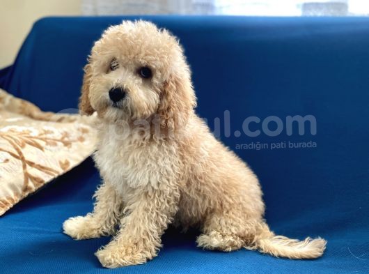 Apricot Poodle Oğlumuz görsel