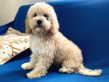 Apricot Poodle Oğlumuz