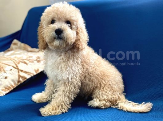 Apricot Poodle Oğlumuz görsel