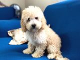 Apricot Poodle Oğlumuz