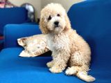 Apricot Poodle Oğlumuz